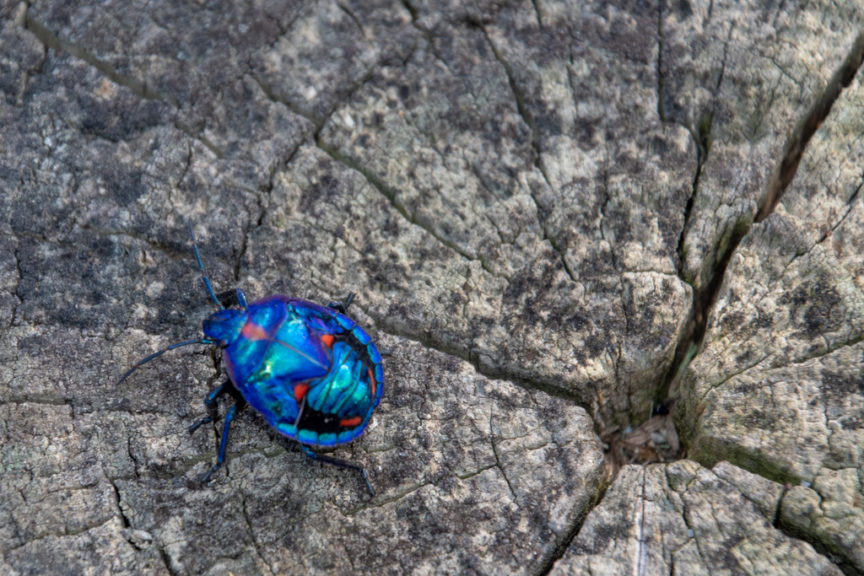Red Rock Headland bug