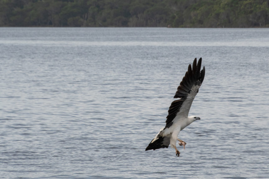 Mallacoota Sea Eagle with food