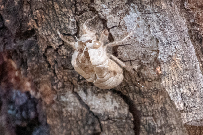 Abandoned Cicada pupae